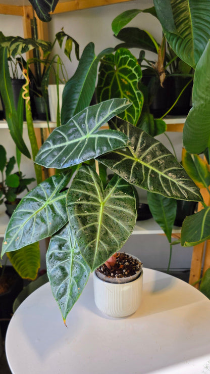 Alocasia nairobi nights (reverted aurea)