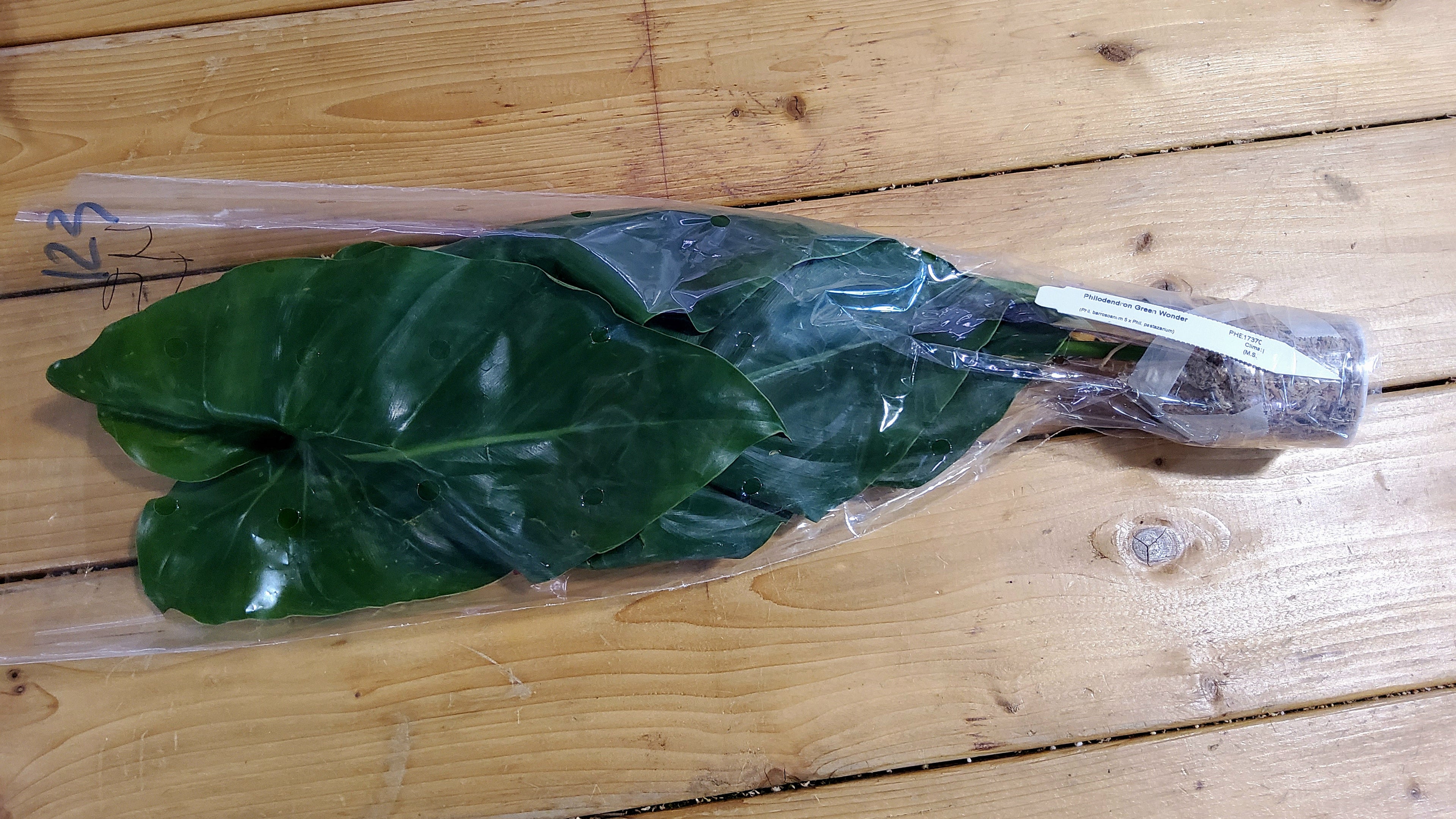 Philodendron Green Wonder