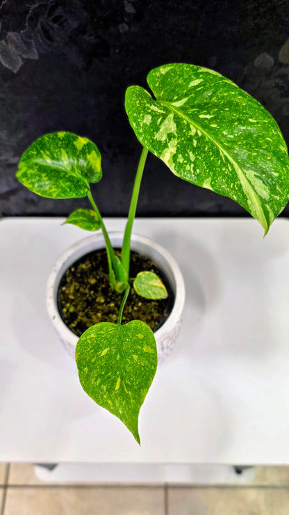 Monstera Electrolyte Variegated B