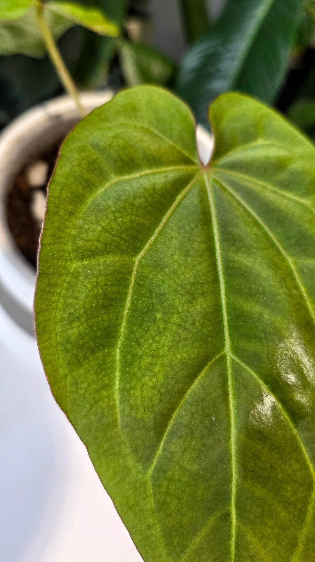 Anthurium Crystallinum X Dressleri (a)