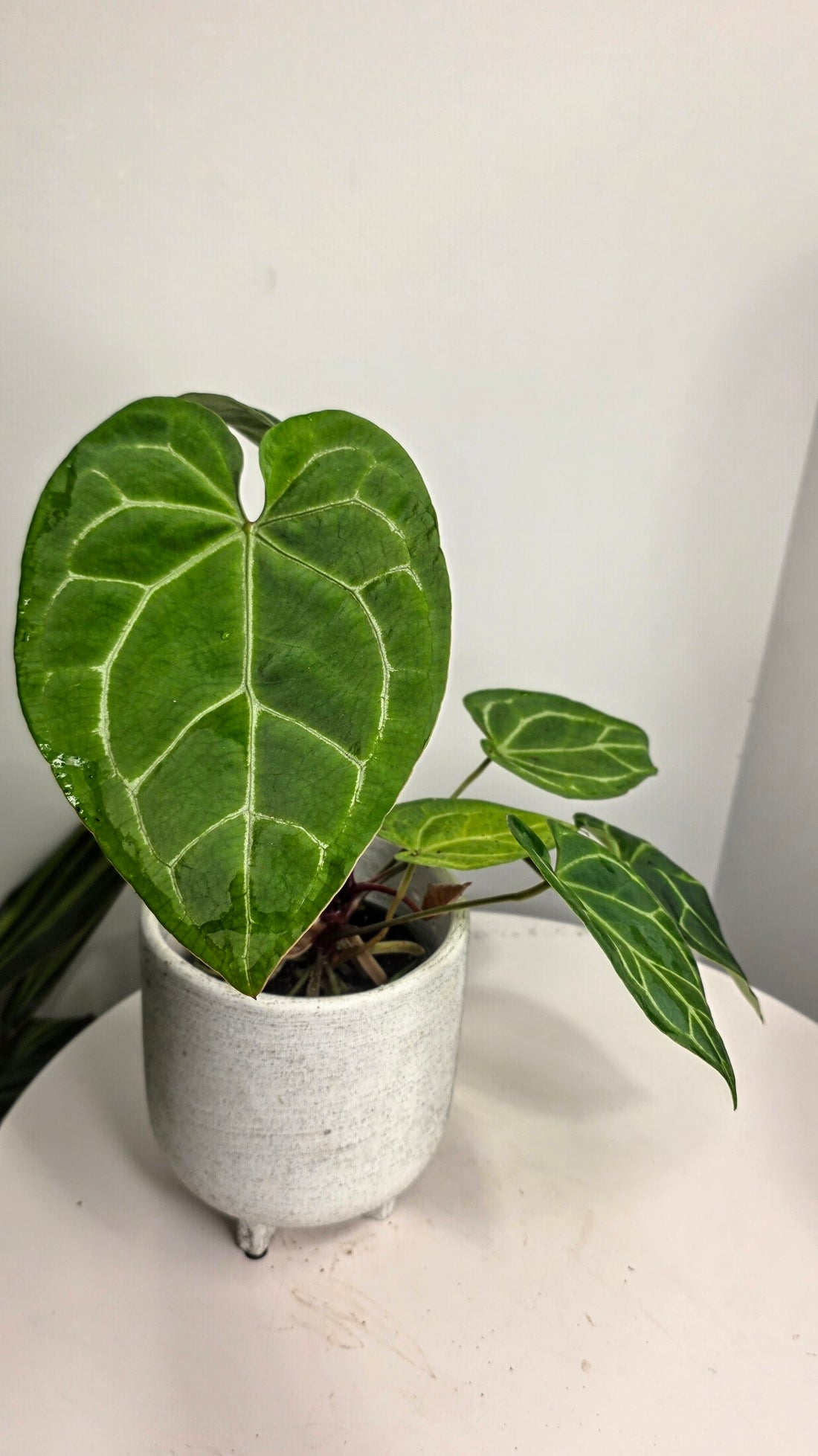 Anthurium Black Velvet A