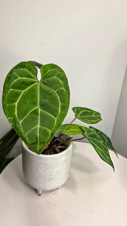 Anthurium Black Velvet A