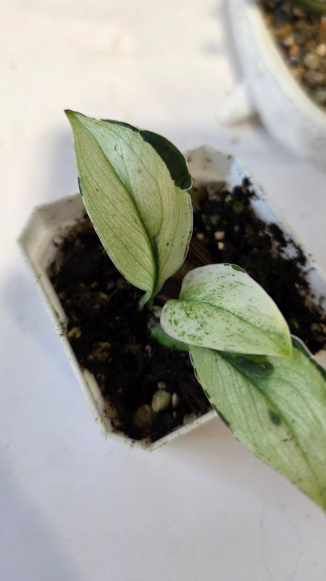 Scindapsus Treubii Superstar "b"