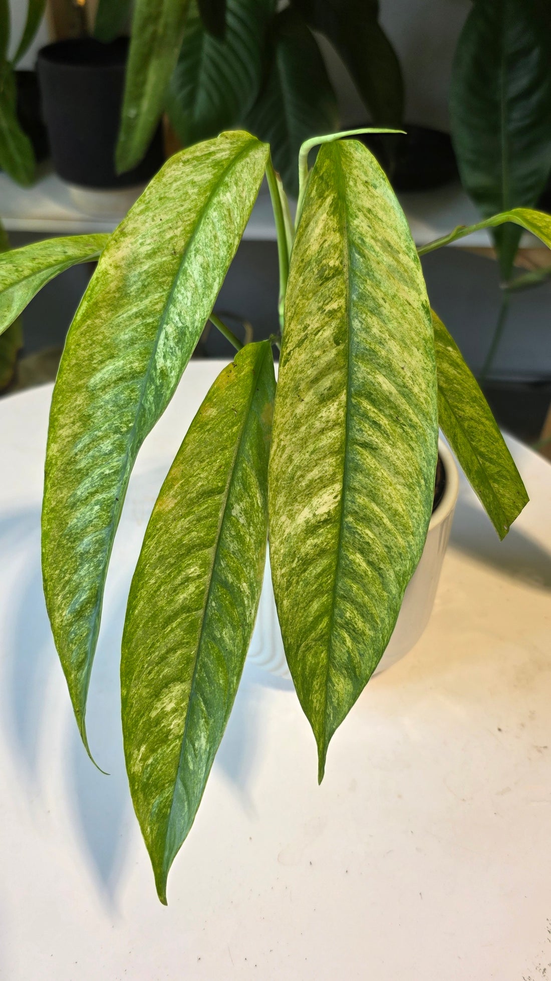 Rhaphidophora Gorilan Variegated