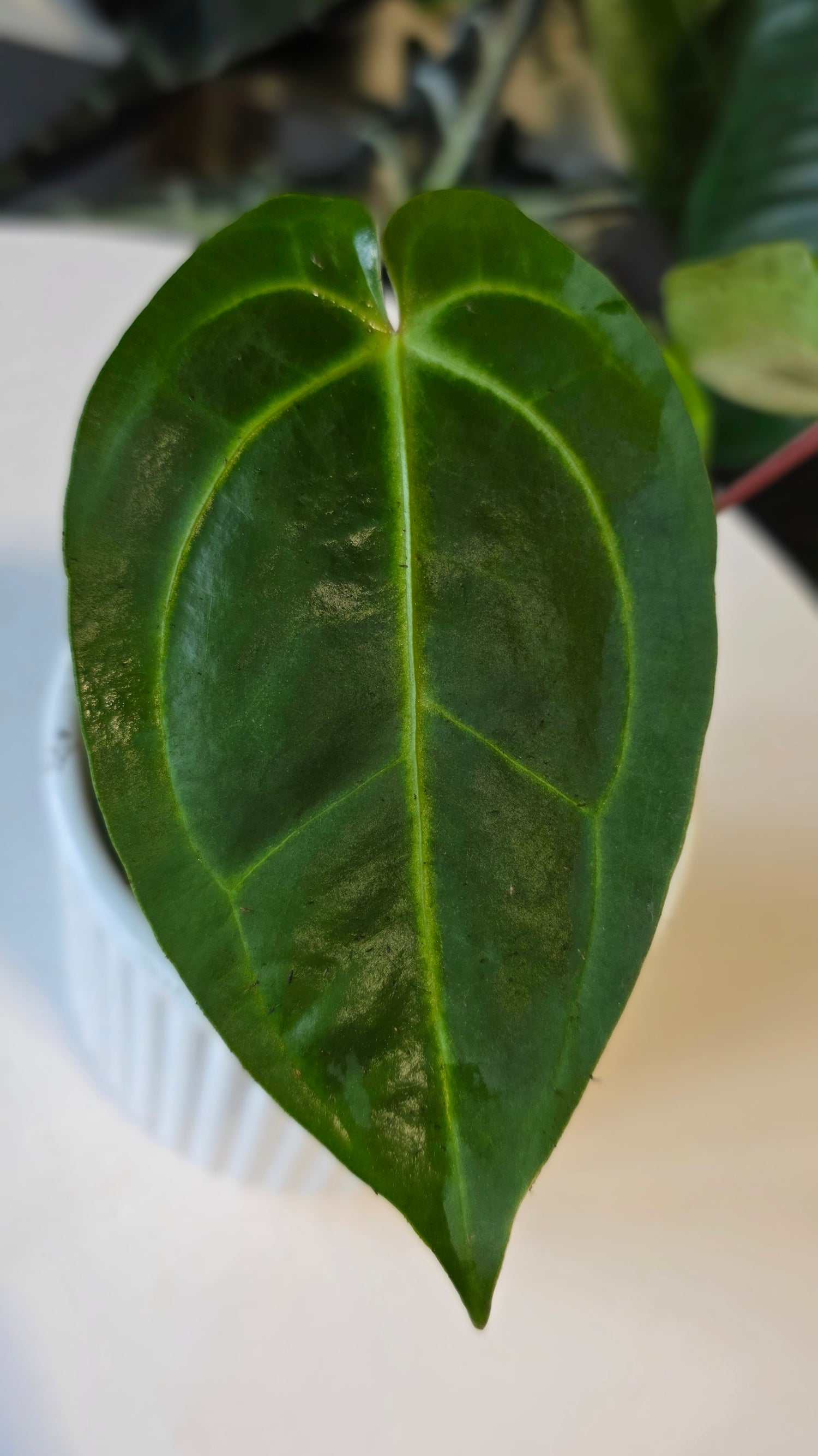Anthurium Forgetii x Besseae aff. (C)