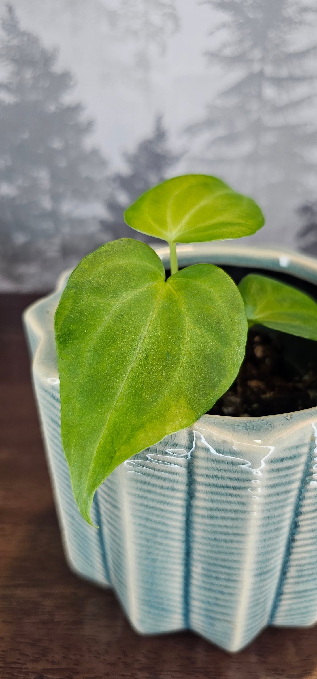 Anthurium Delta Force (A2)