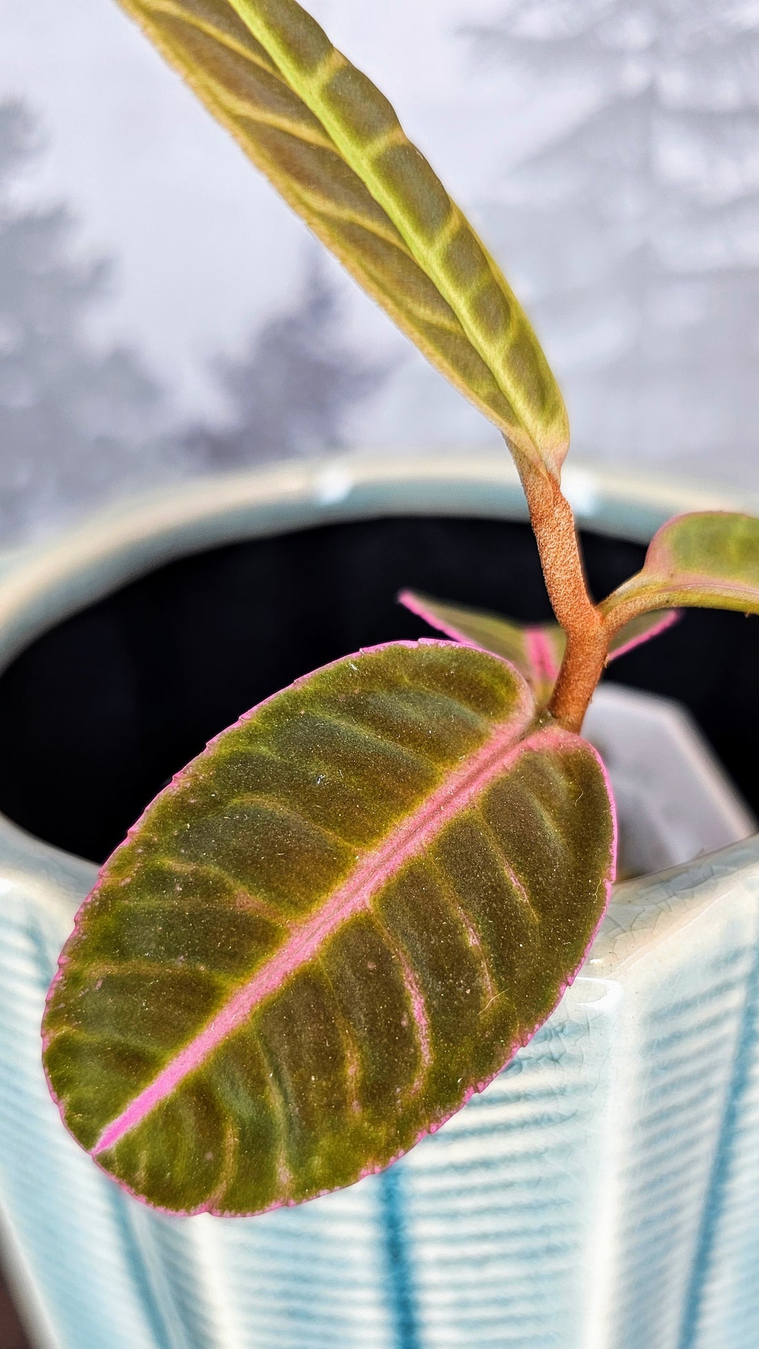 Labisia Sp. Flamingo