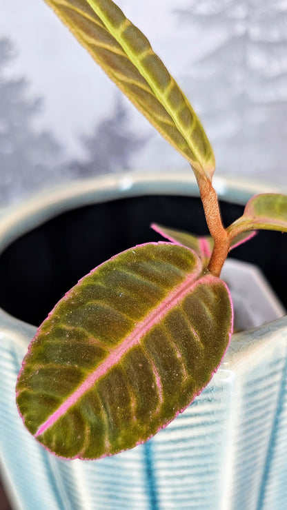 Labisia Sp. Flamingo