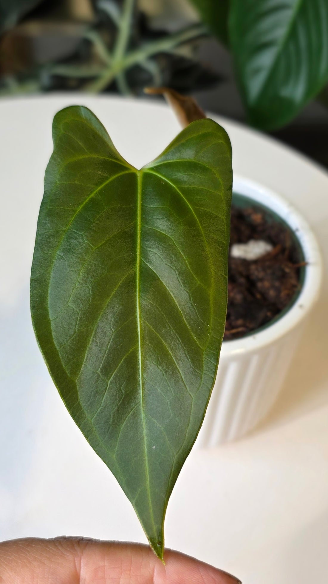 Anthurium Regale x sp. Napo (A)