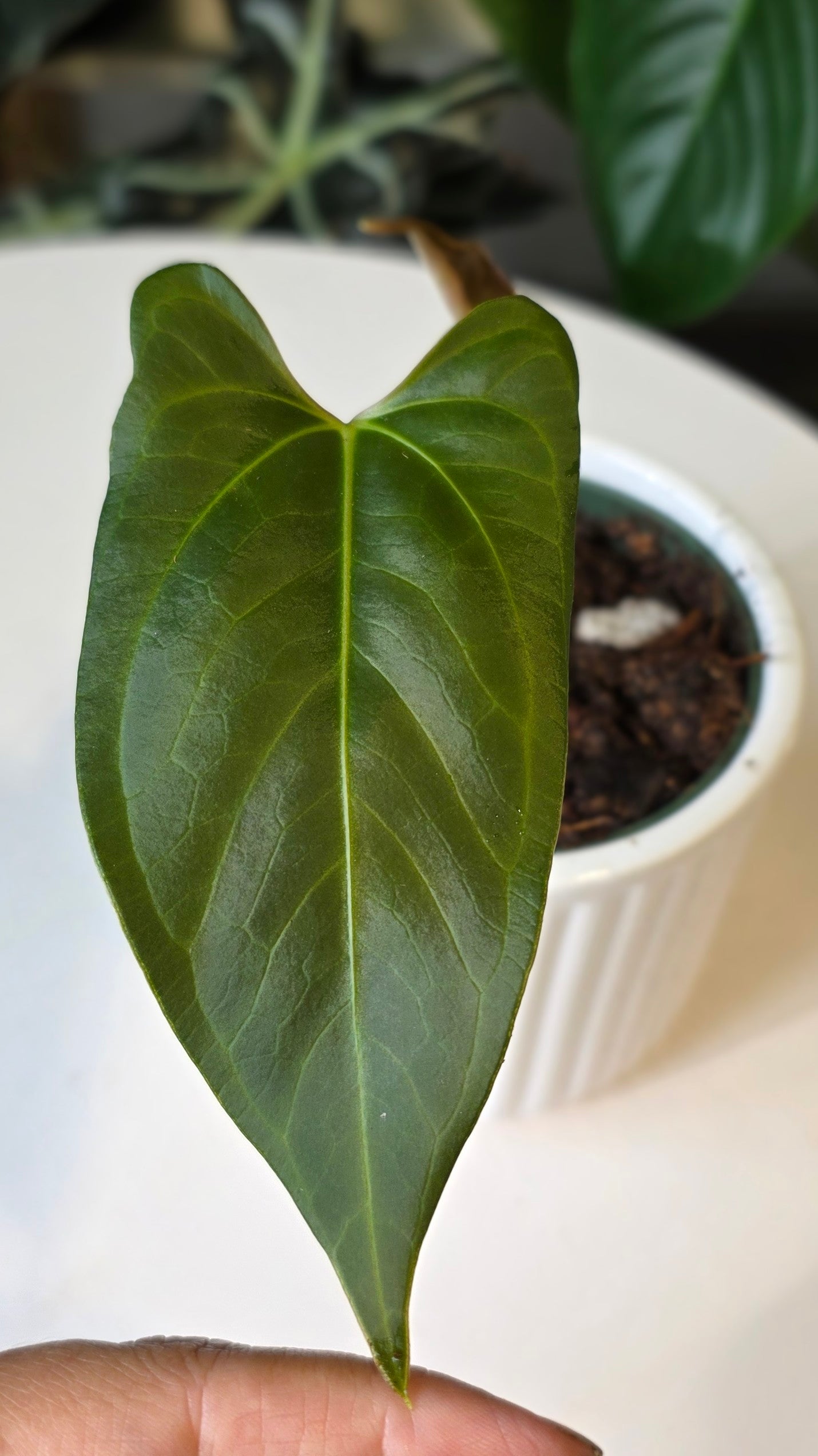 Anthurium Regale x sp. Napo (A)