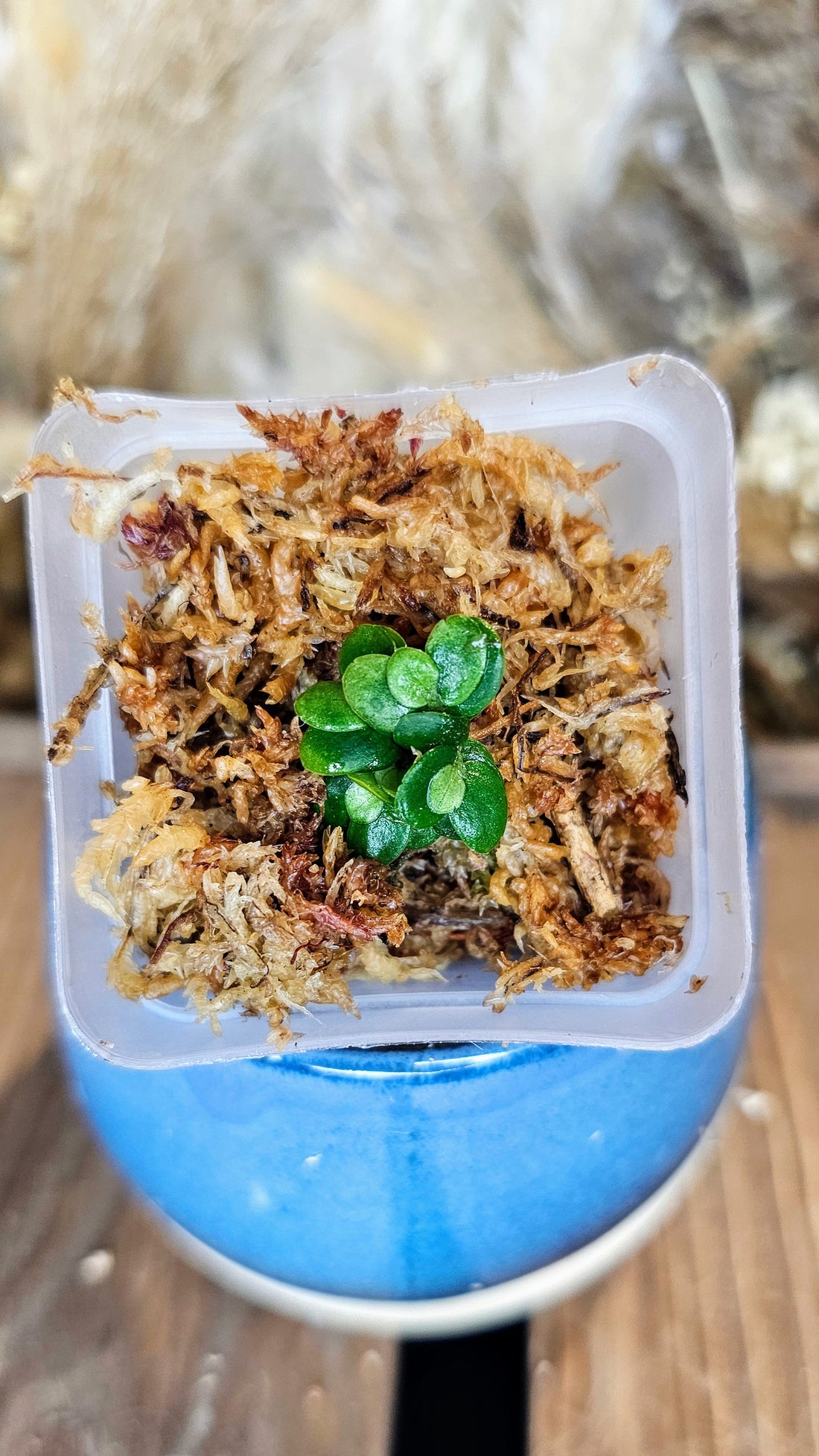 Elatostema salvinioides