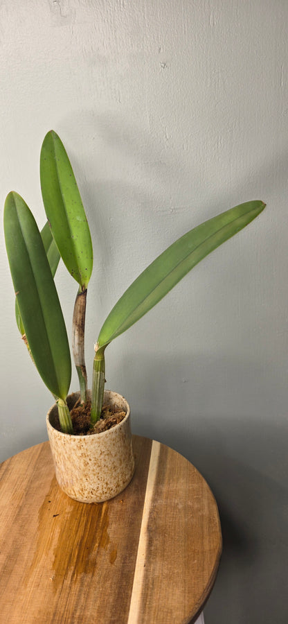 Cattleya lueddemanniana