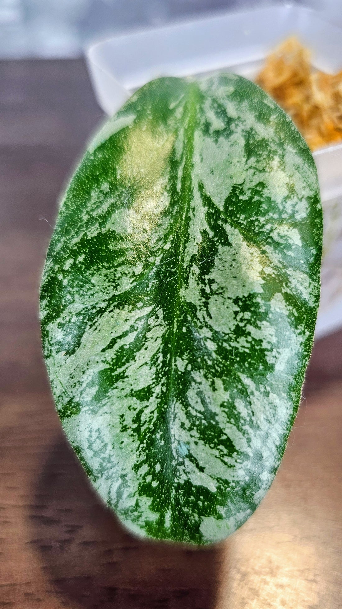 Hoya Wayhaniae Cloudy Sky (WH36)