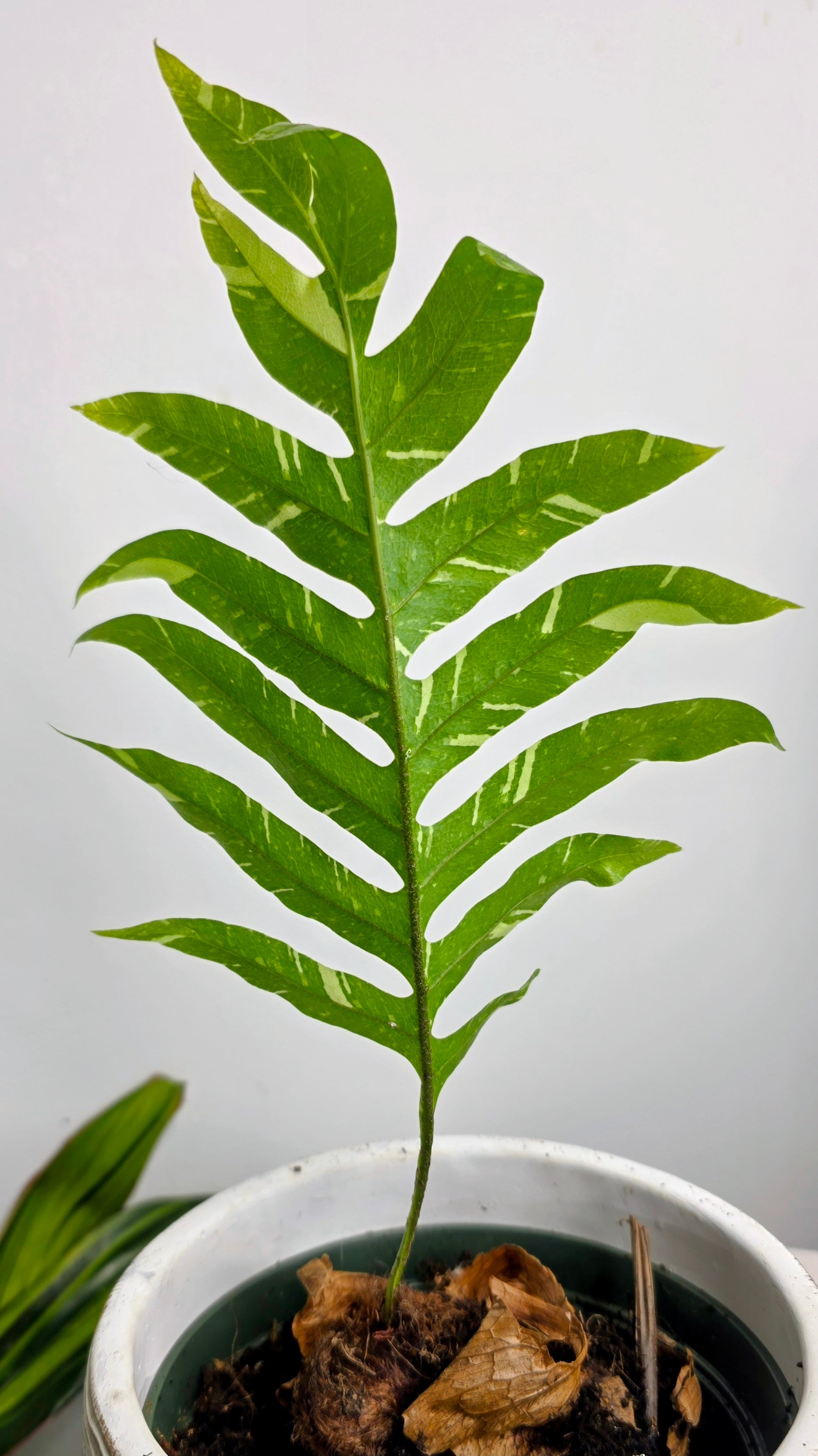 Drynaria quercifolia variegated (Oak Leaf Fern Variegated) B
