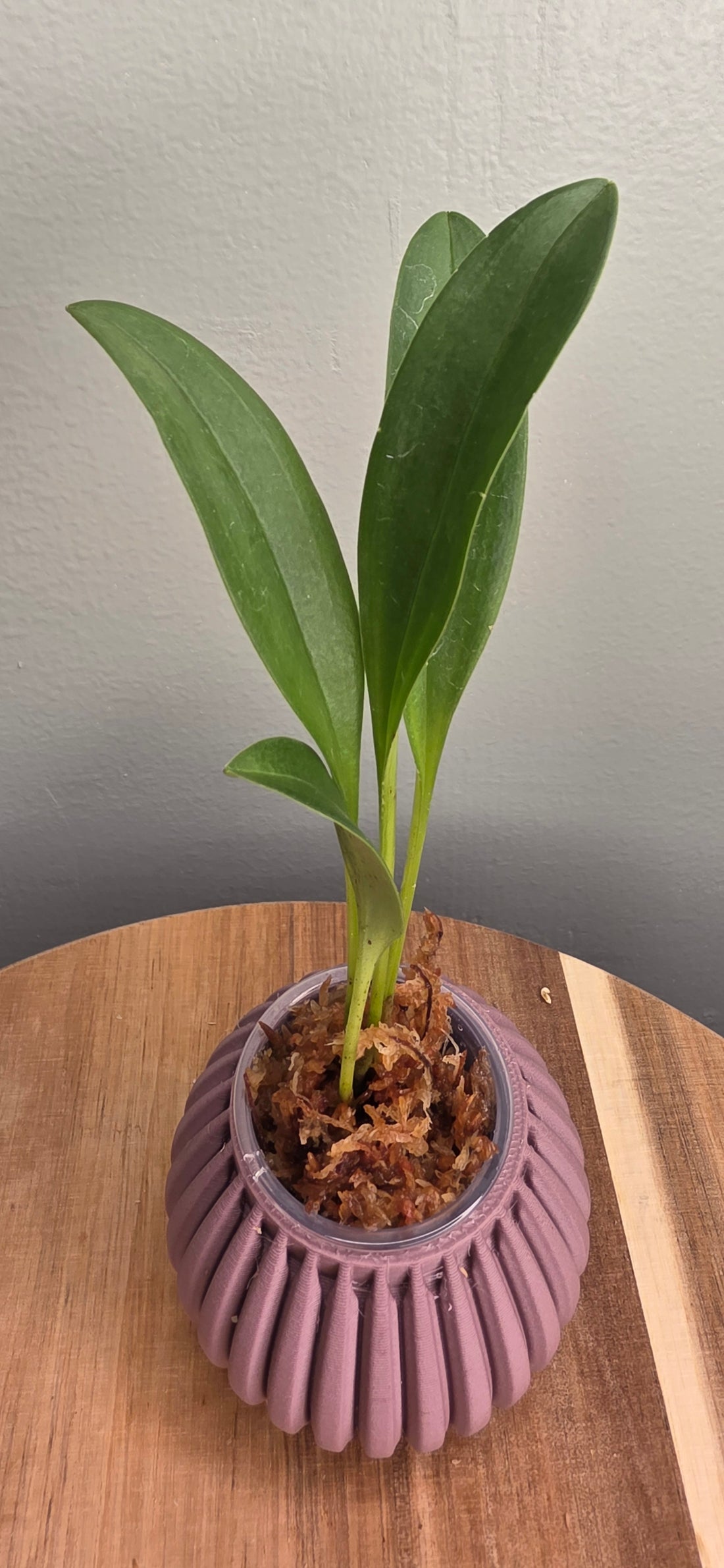 Masdevallia norops