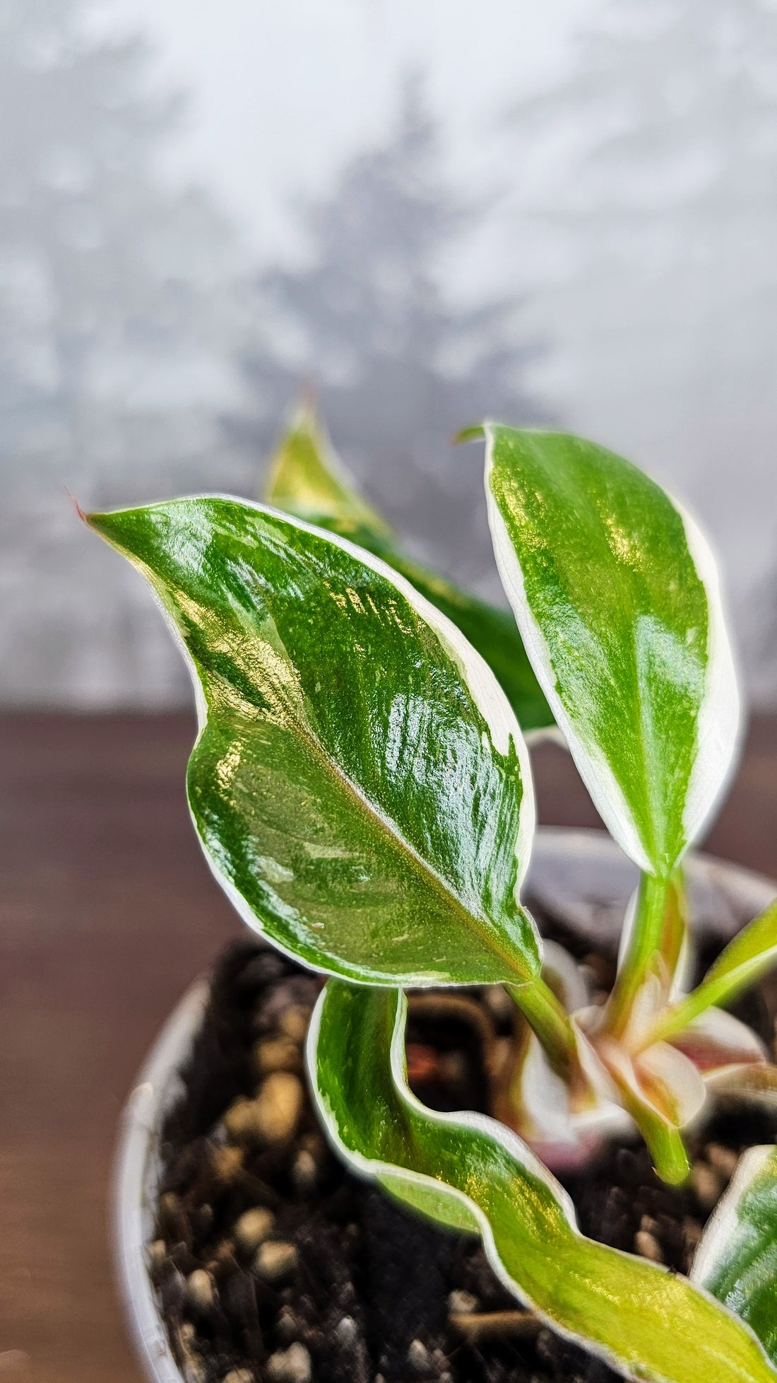 Philodendron White Knight Mutation