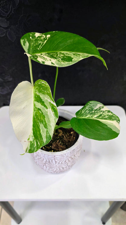 Monstera Albo A
