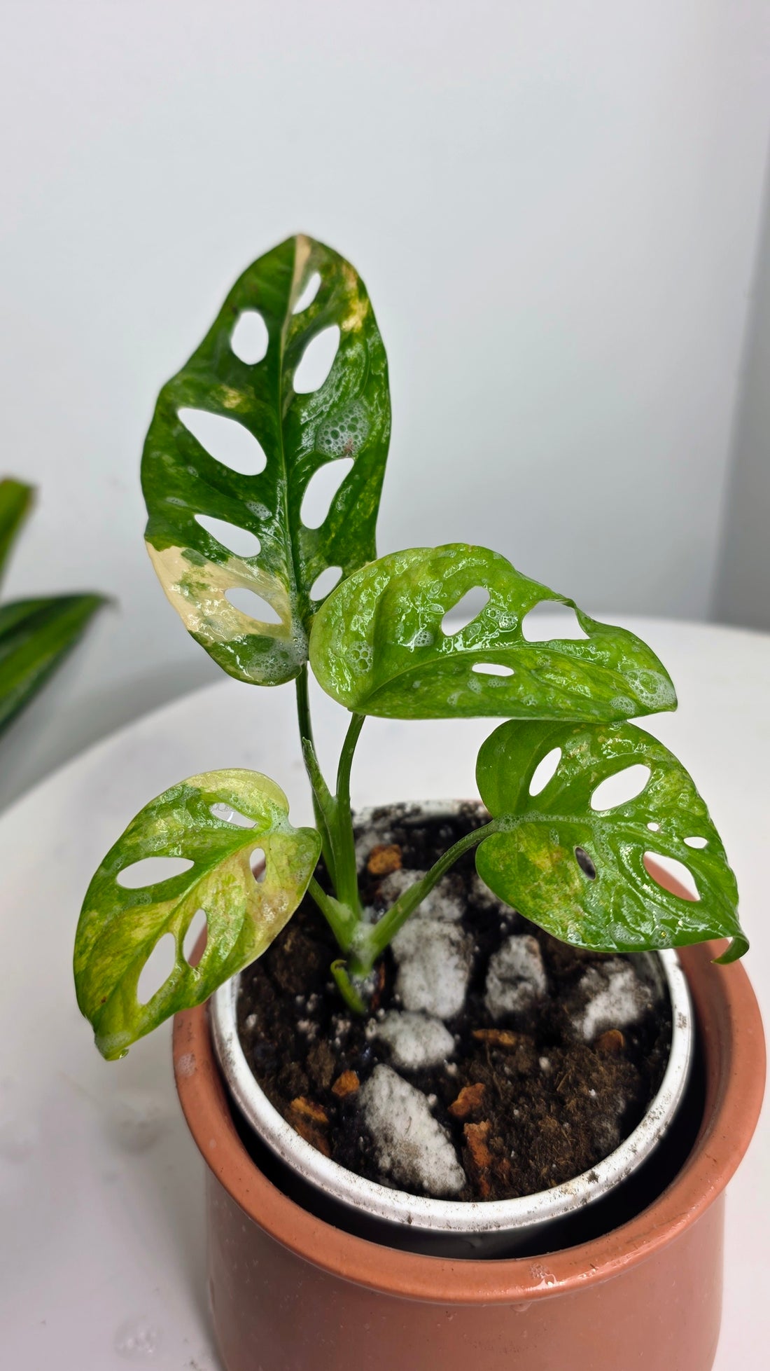 Monstera Adansonii Aurea A