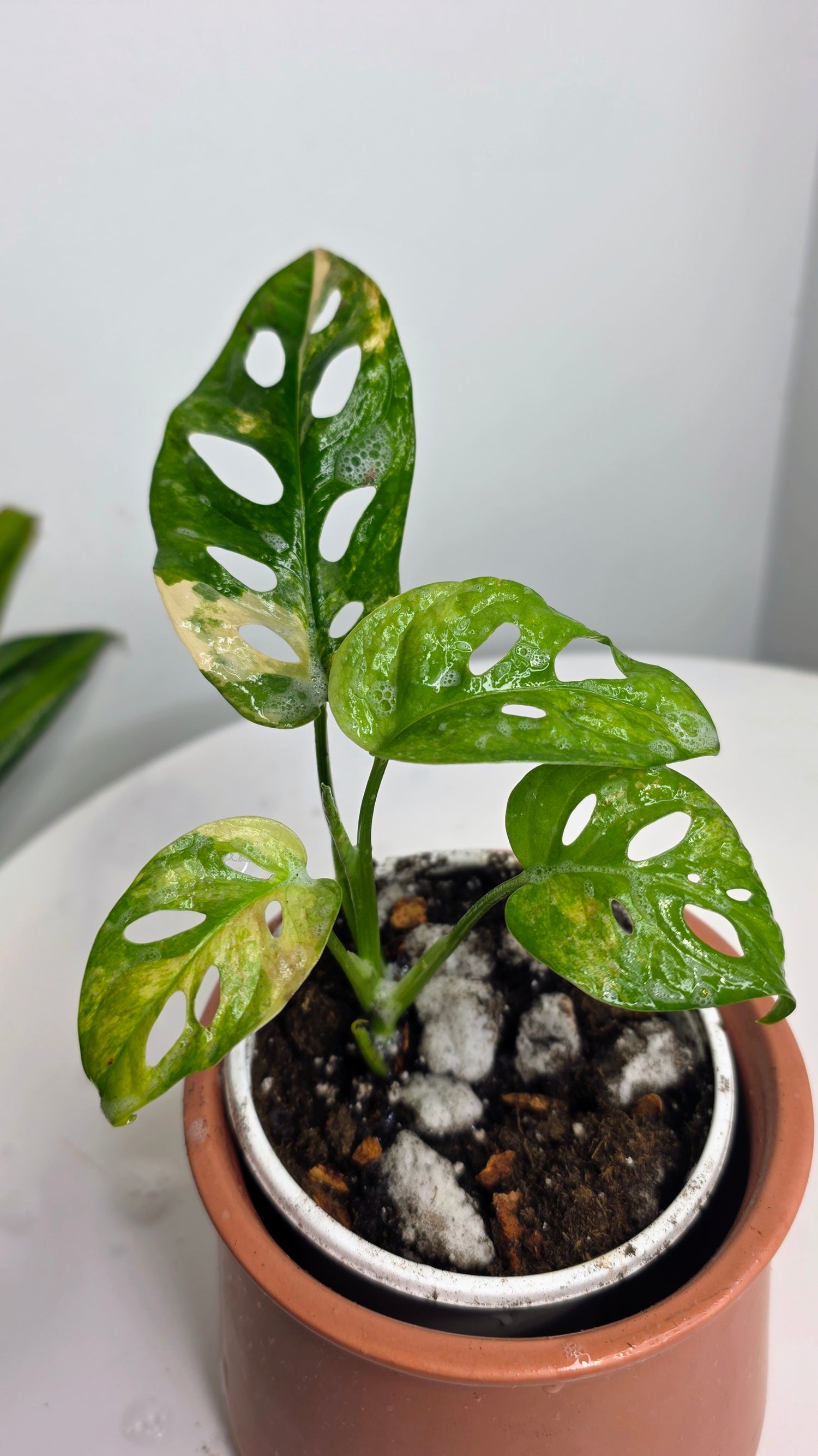 Monstera Adansonii Aurea A
