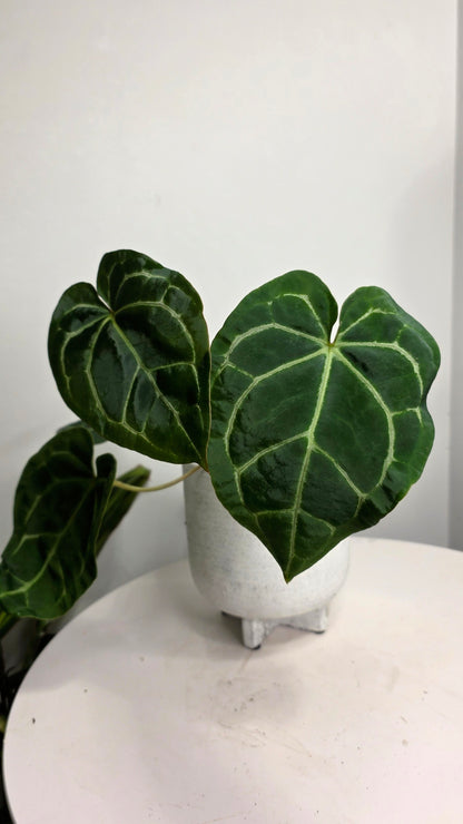 Anthurium Black Velvet B