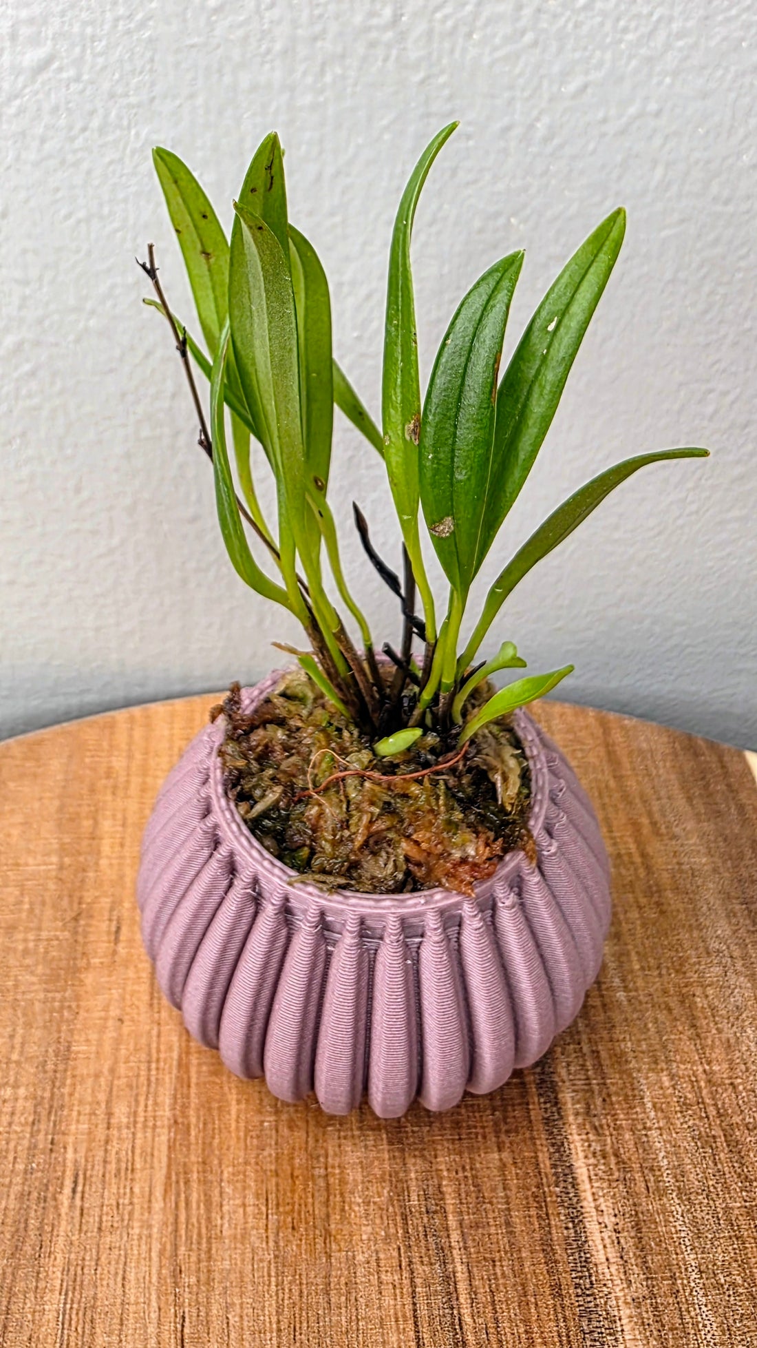 Stelis muscifera