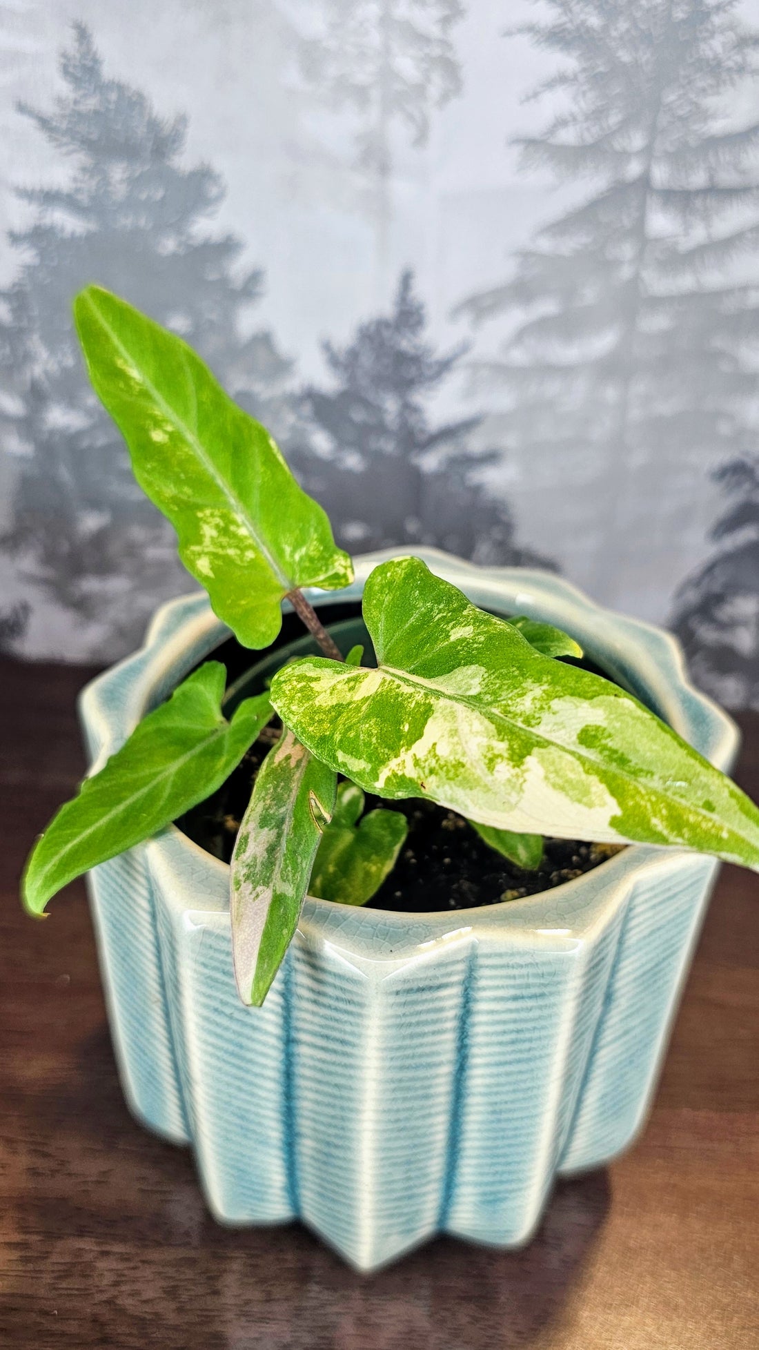 Alocasia Lauterbachiana Tricolour (A01)