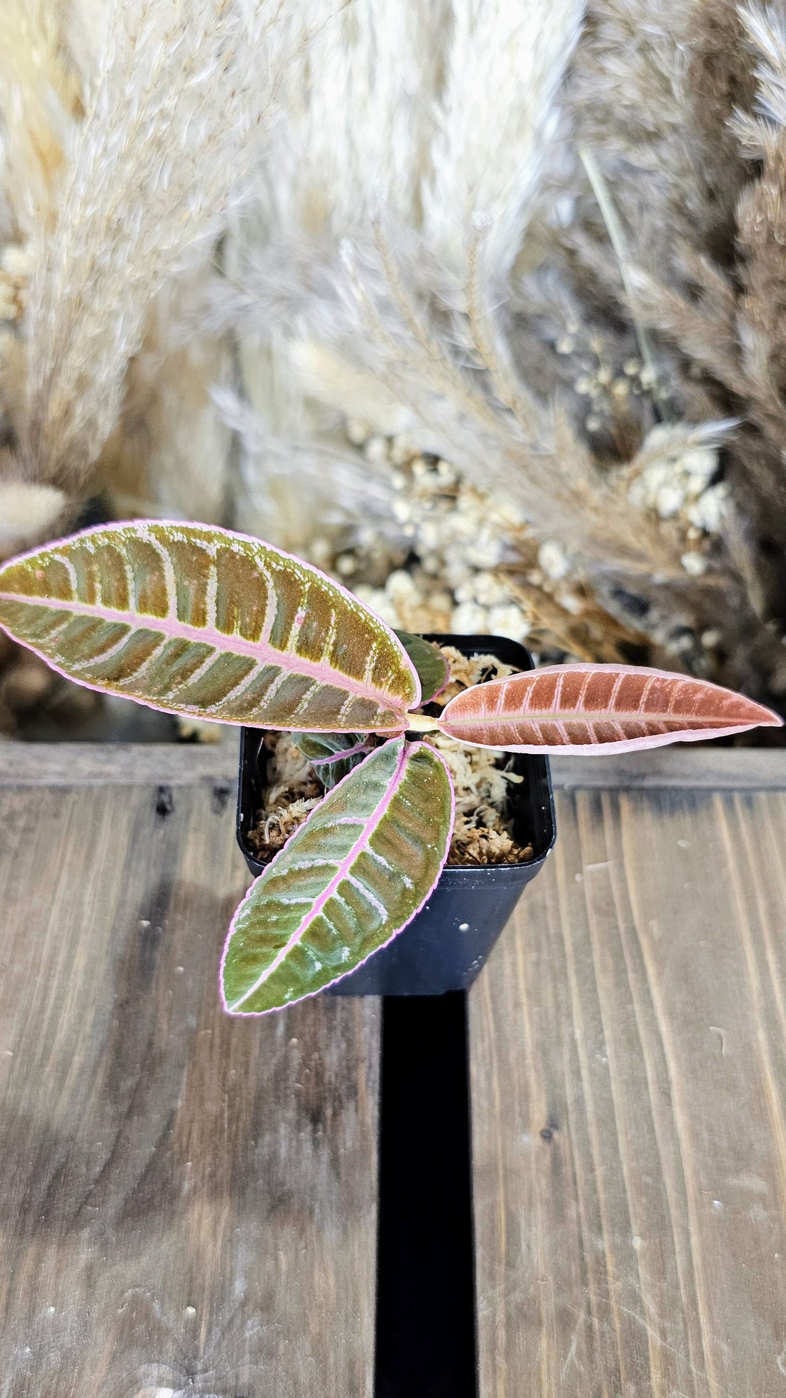 Labisa sp. Riau Electric Pink (WLO2)