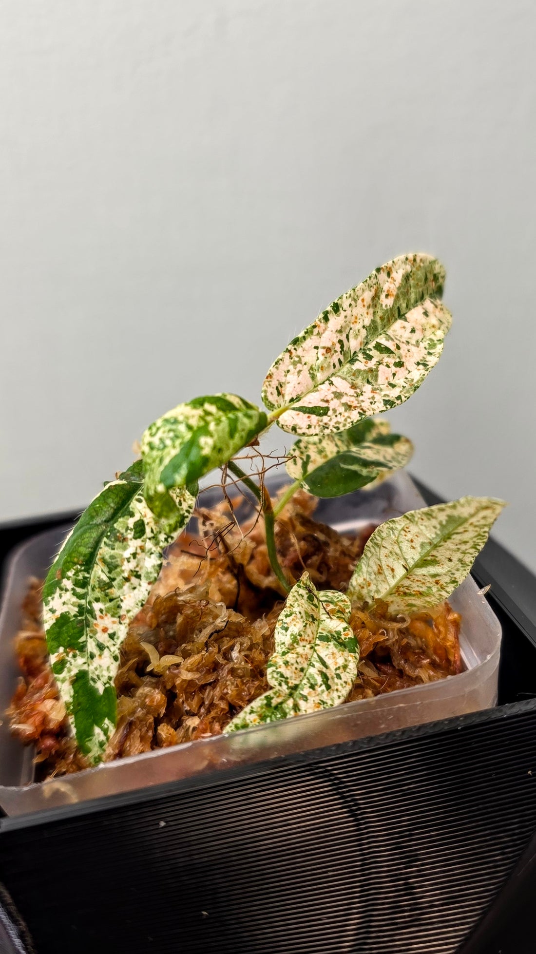 Ficus sp. Variegated