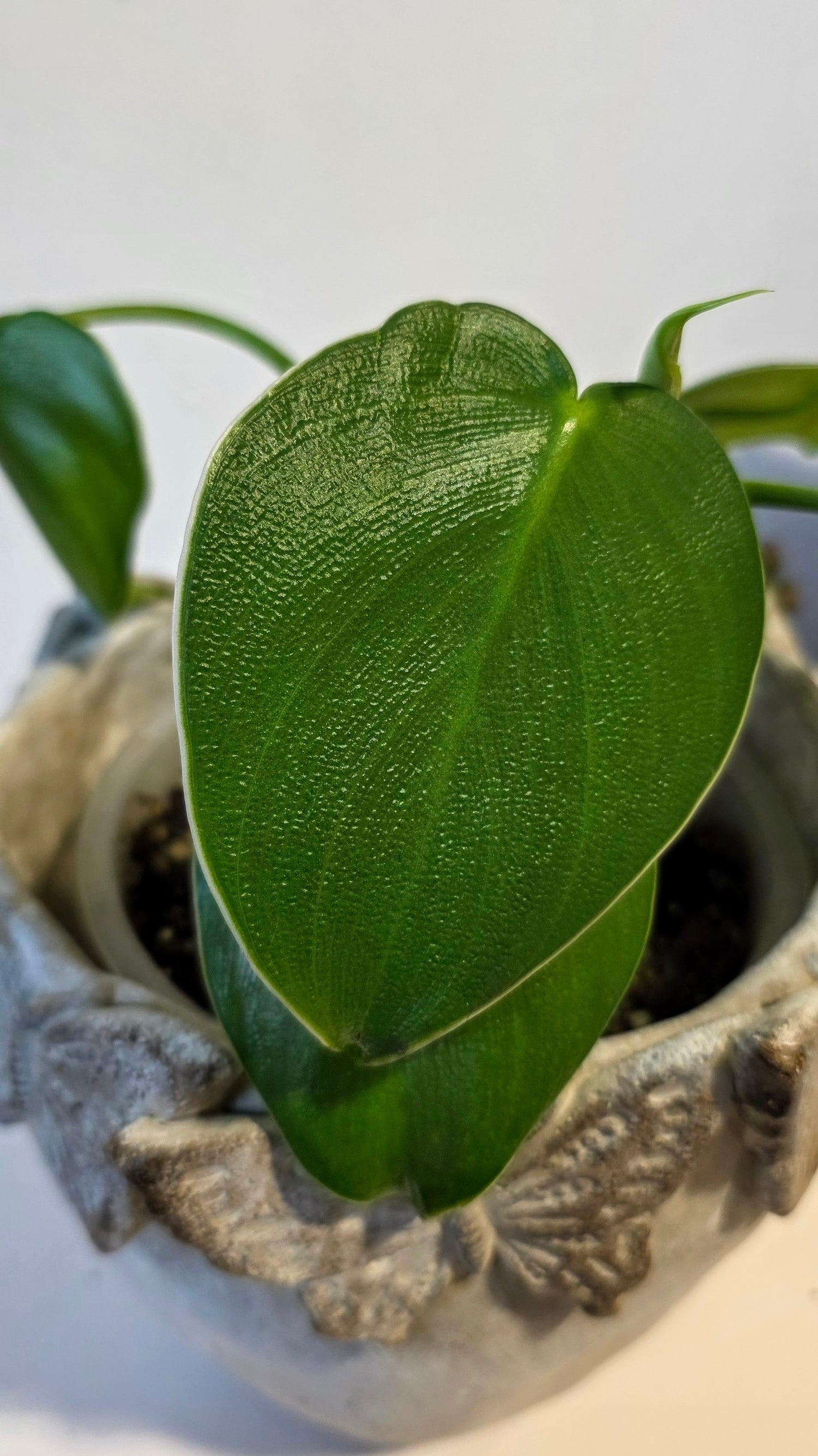 Philodendron Rugosum B