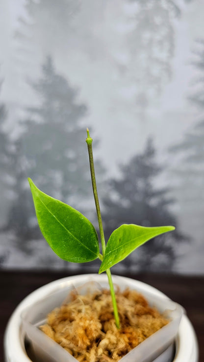 Hoya Paradisea (WA24)