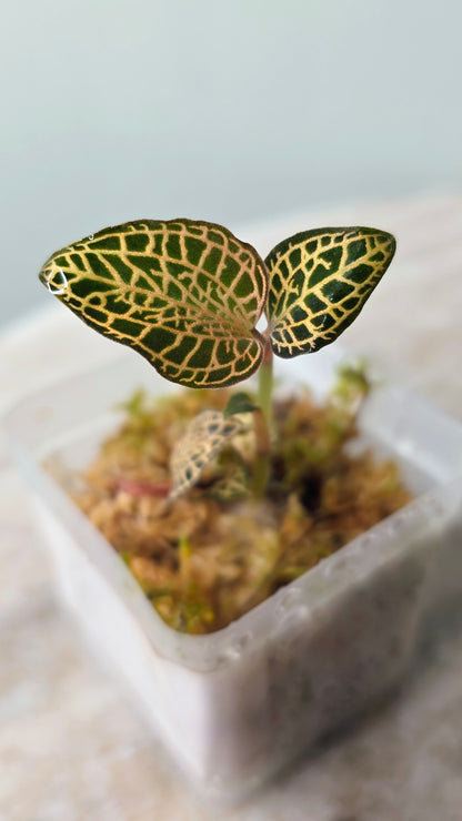 Anoectochilus Leaf Tip