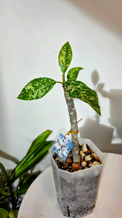 Plumeria Variegated C
