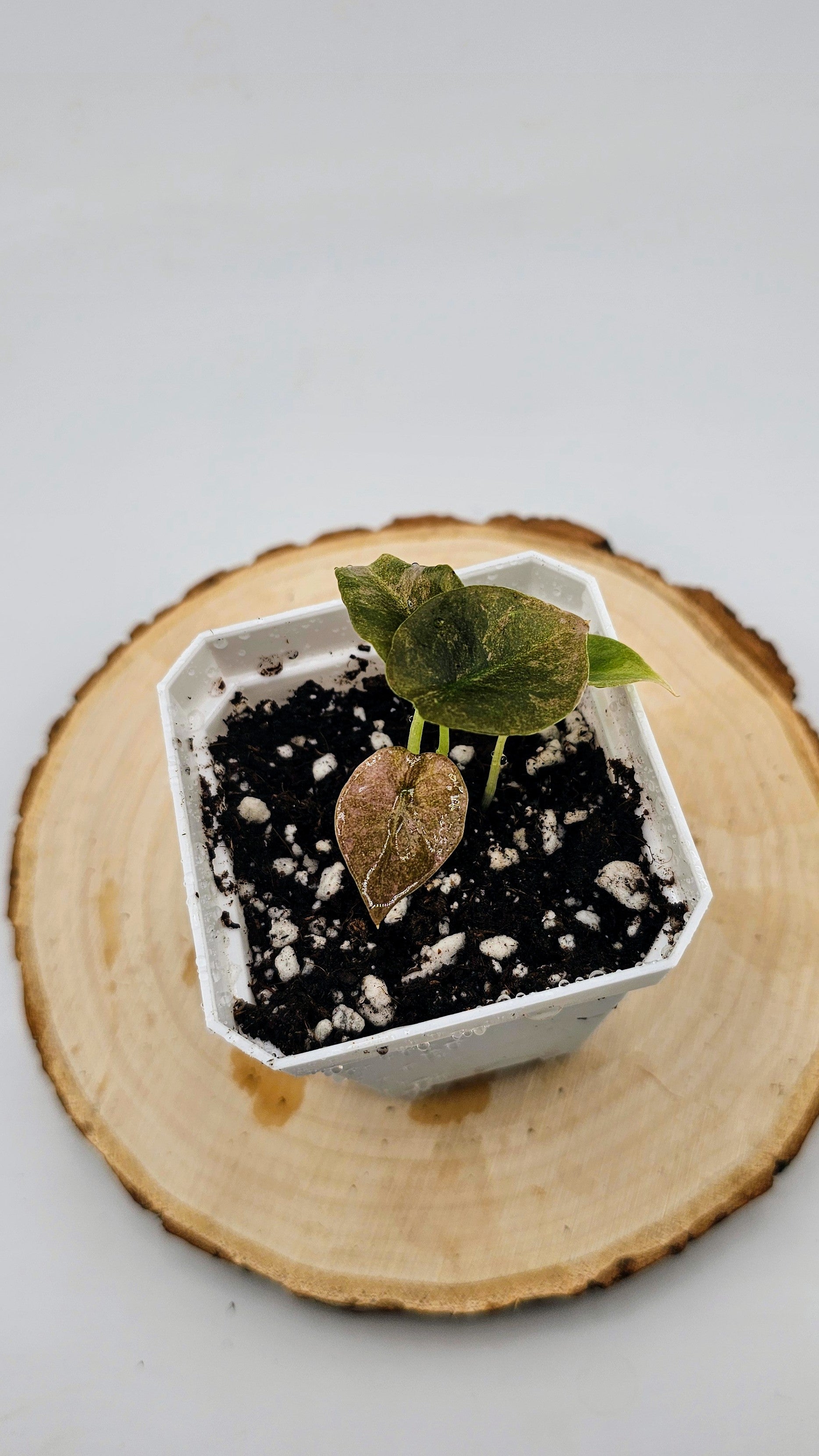 Alocasia Cuprea Variegated (C)