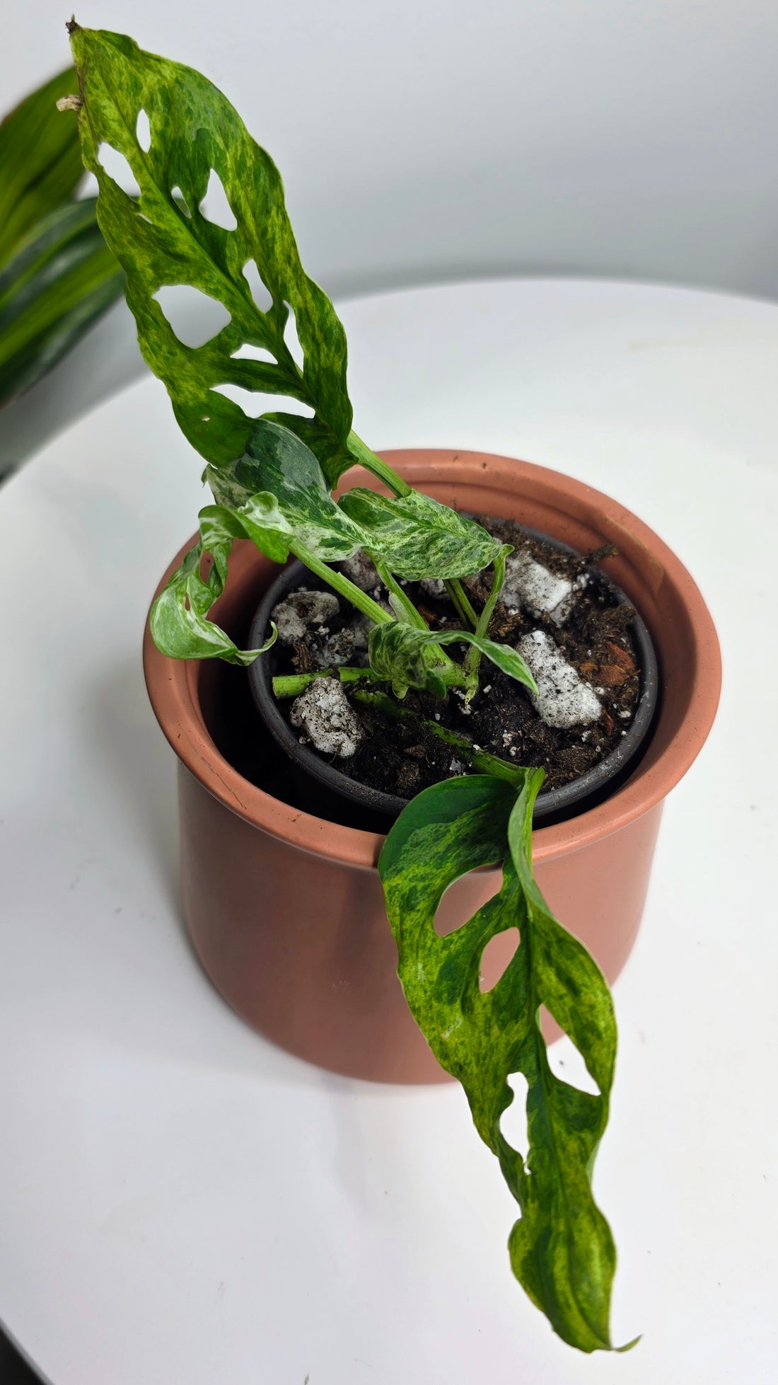 Monstera Adansonii Frozen Freckles C