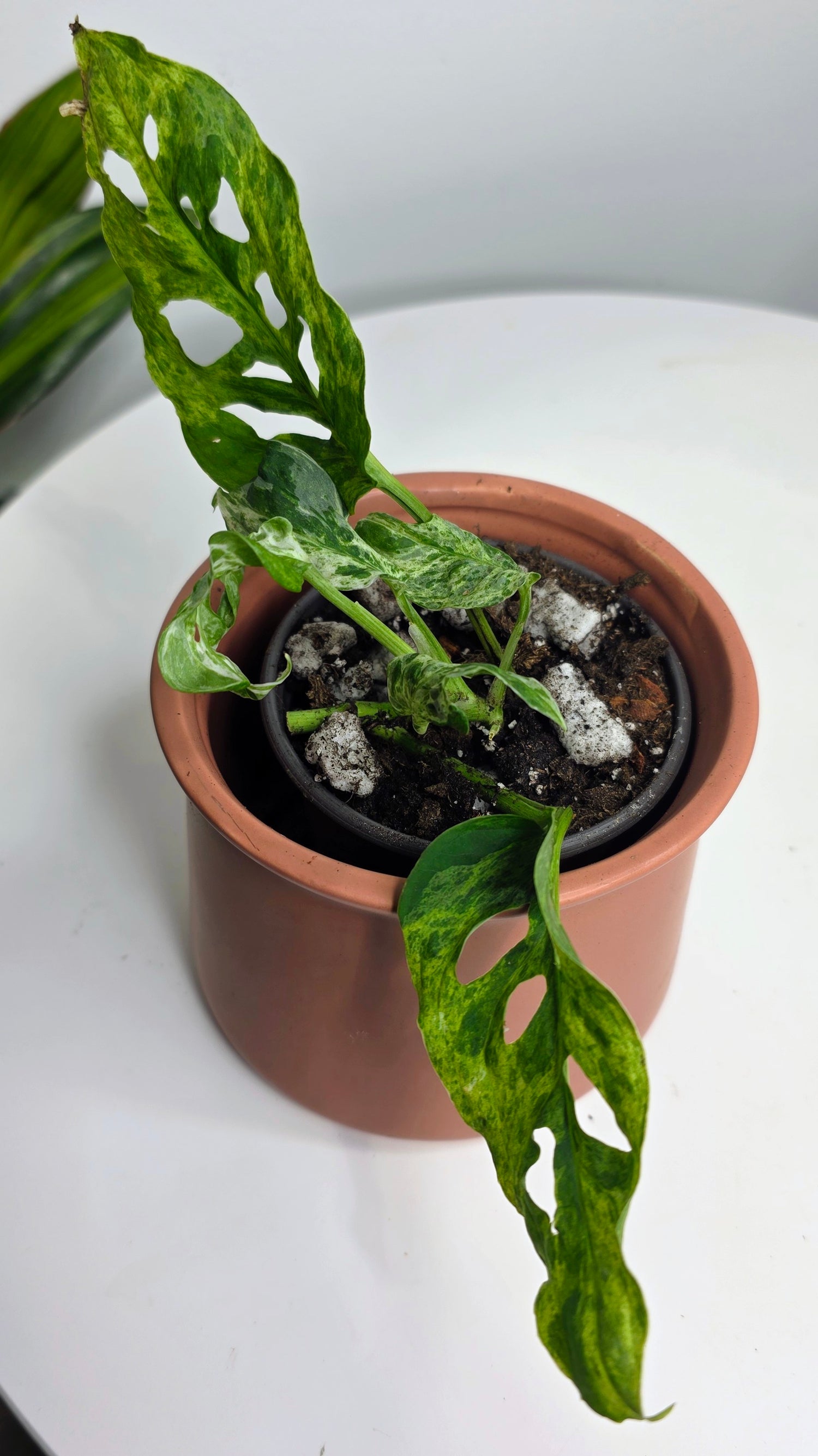 Monstera Adansonii Frozen Freckles C