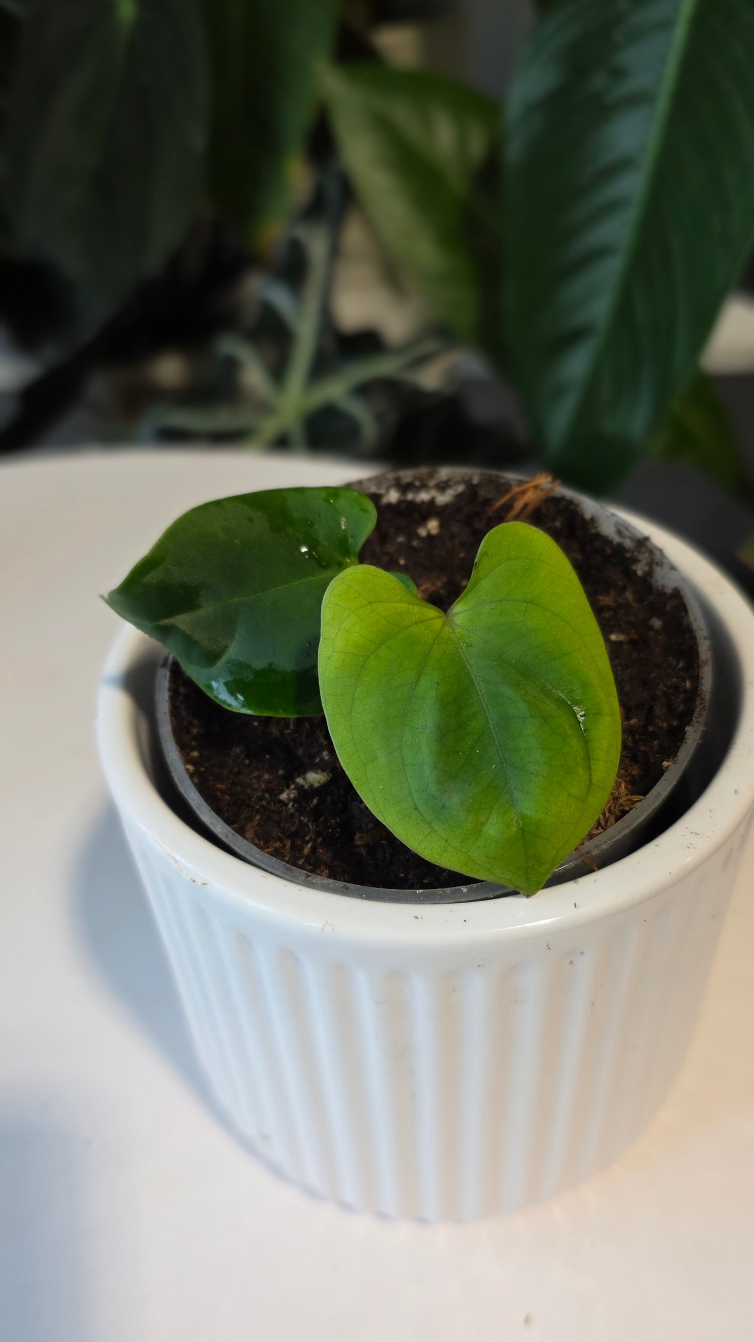 Anthurium Besseae aff x Eastern Dressleri (E)