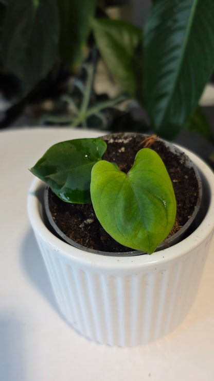 Anthurium Besseae aff x Eastern Dressleri (E)