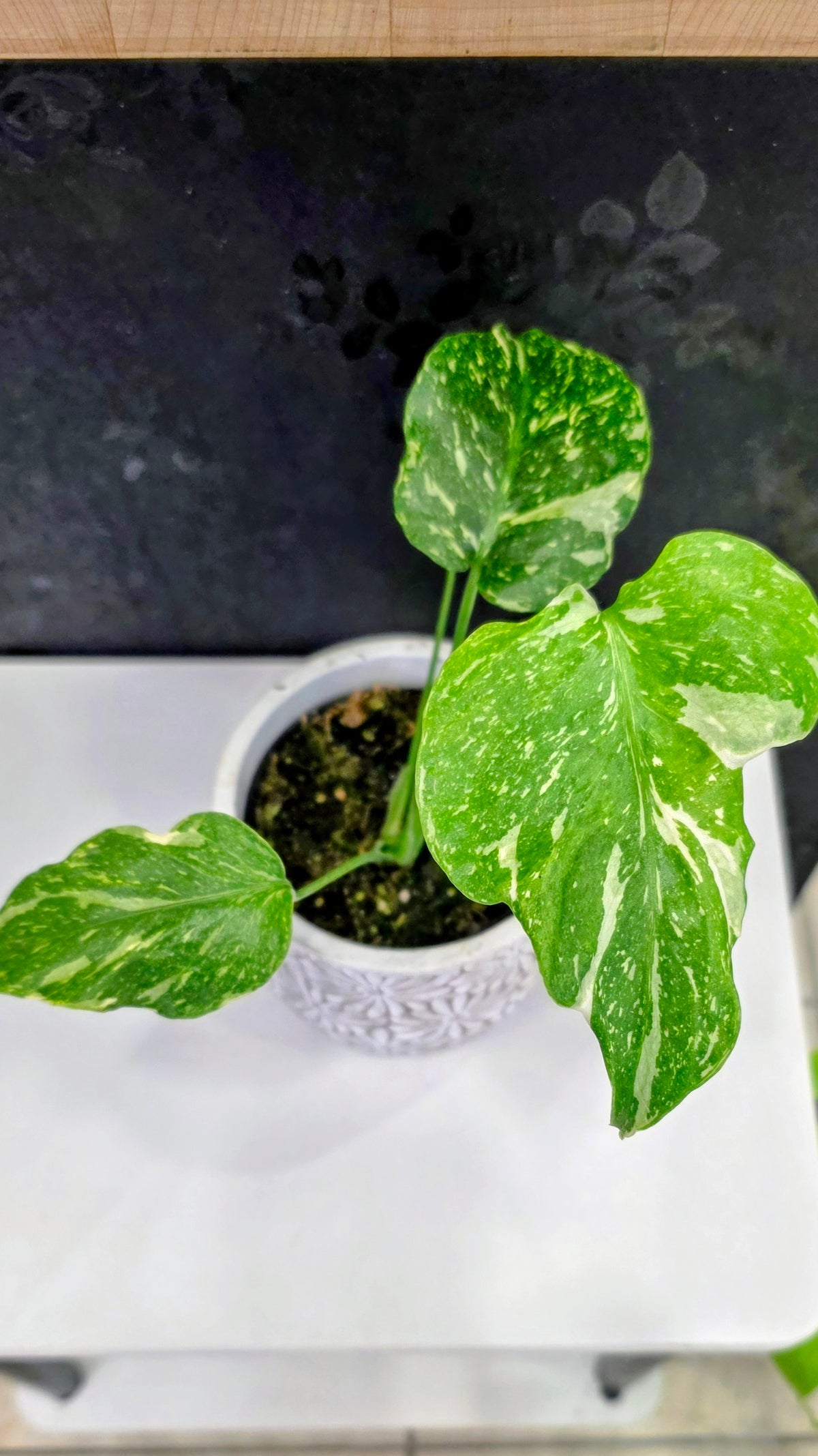 Monstera Electrolyte Variegated D
