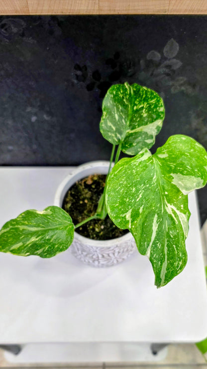 Monstera Electrolyte Variegated D