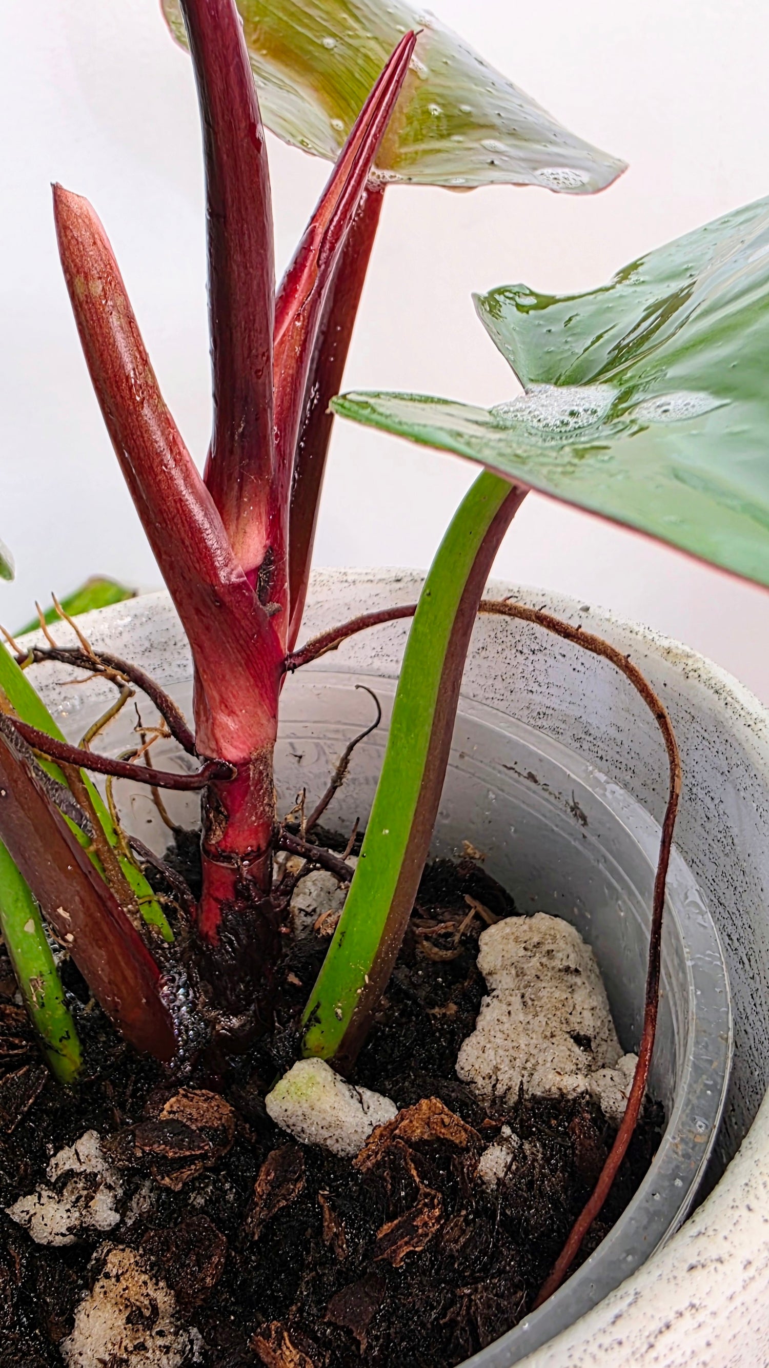 Philodendron Red Moon B