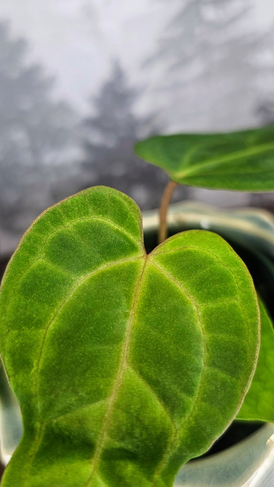 Anthurium Ace of Spades Dark Form (A2)