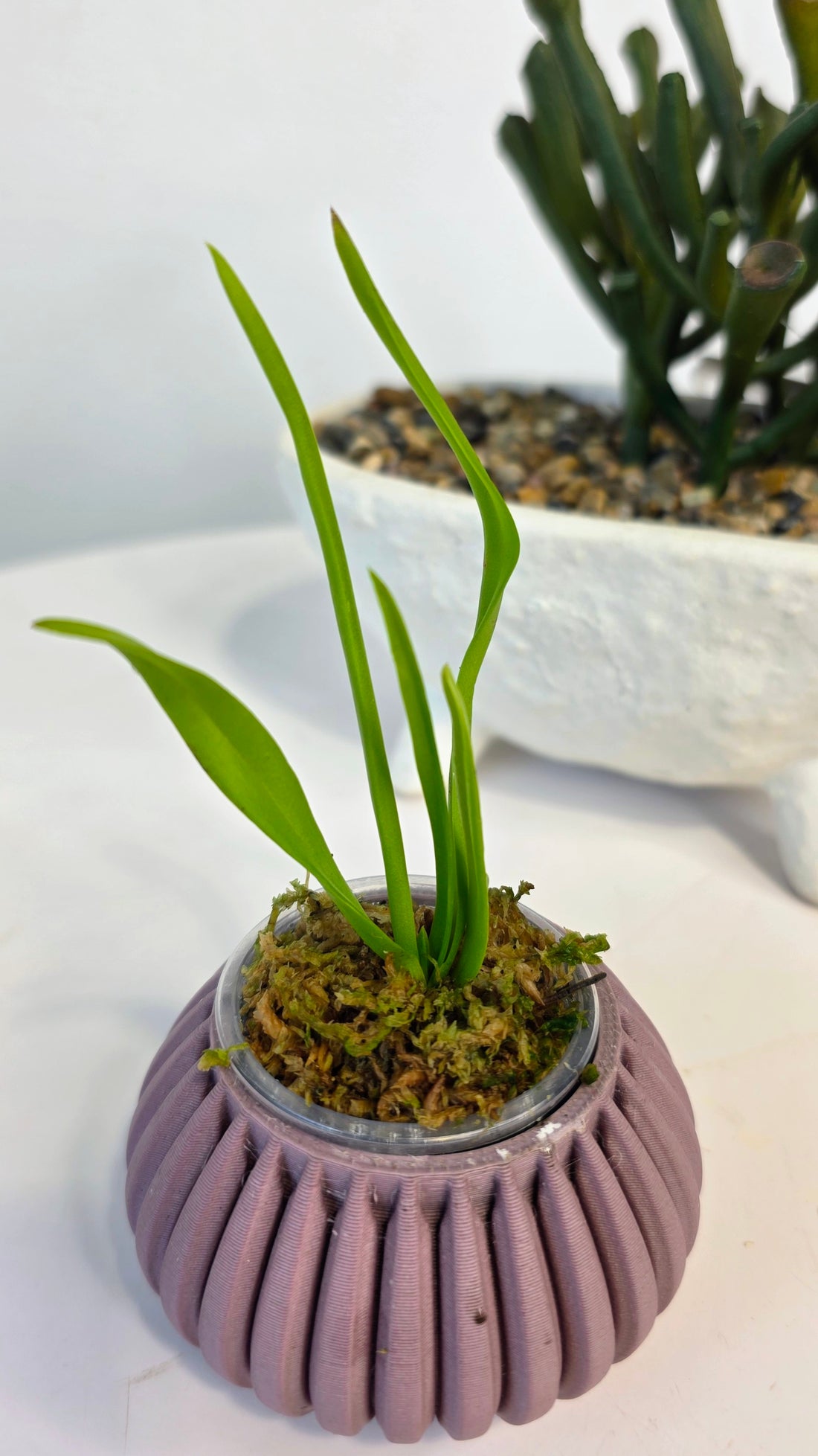 Holcoglossum amesianum