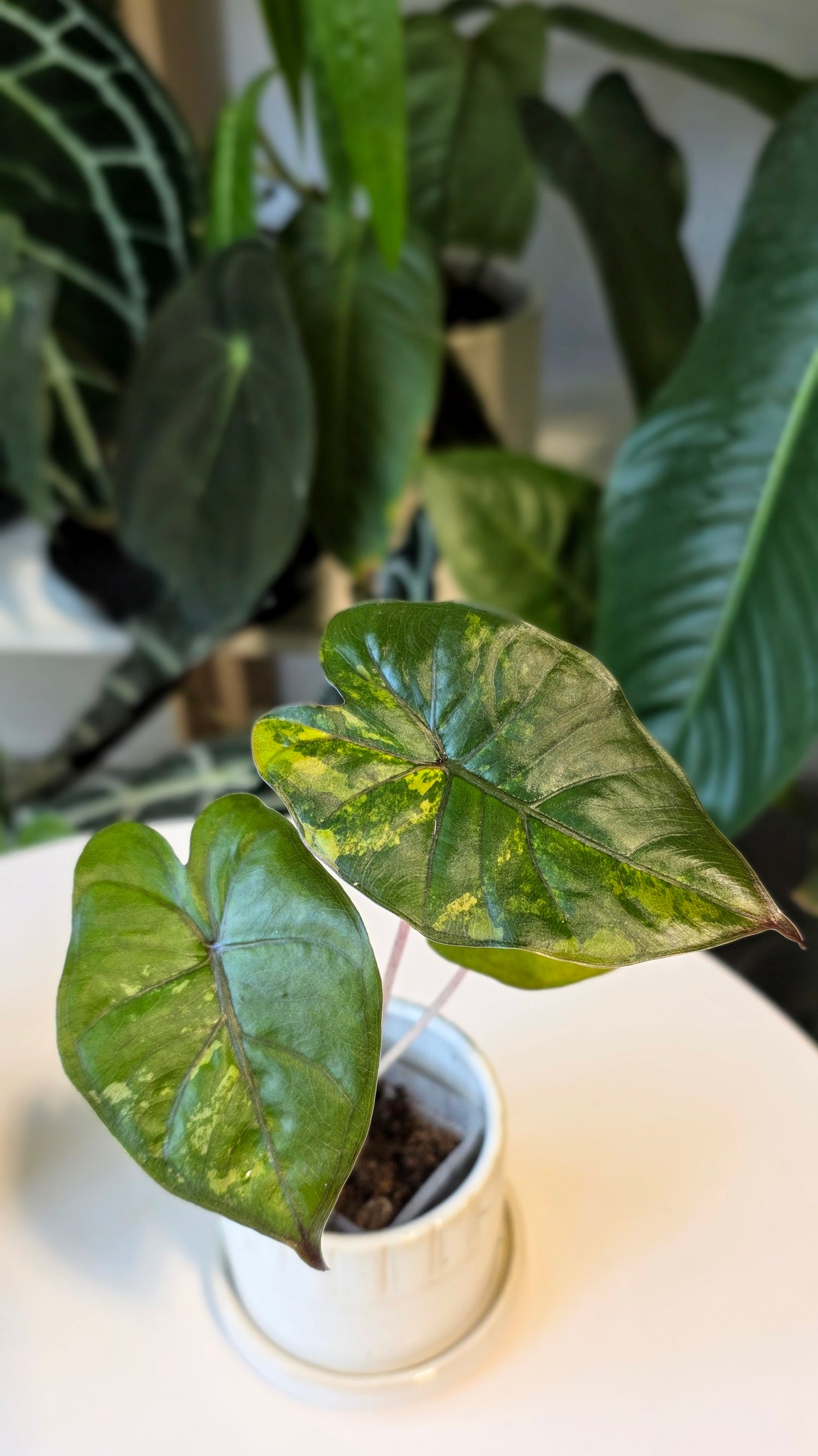 Alocasia Yucatan Princess Variegated (A)