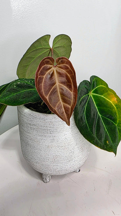 Anthurium Crystallinum X Besseae aff