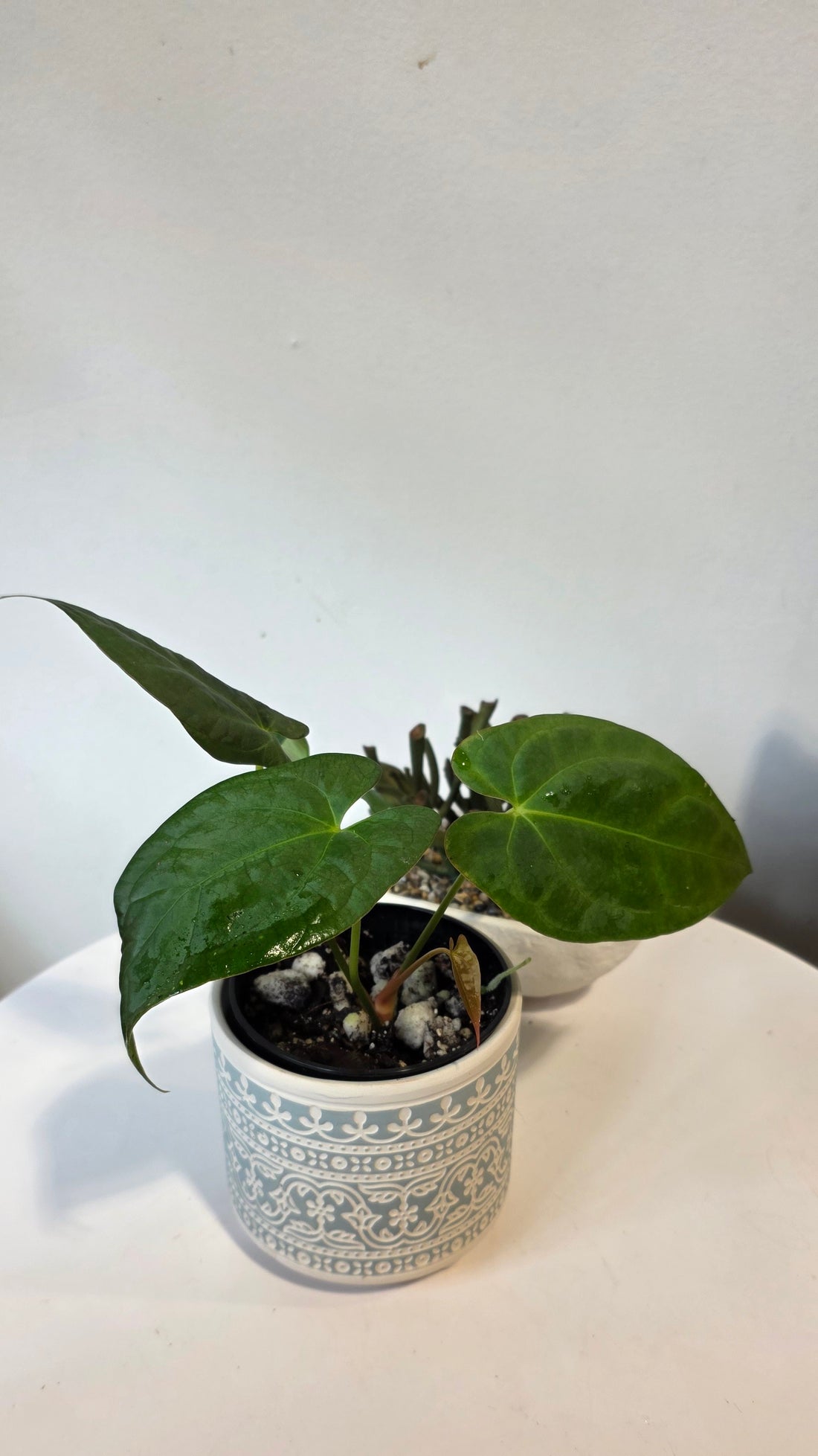 Anthurium Dark Phoenix x Xone "D"