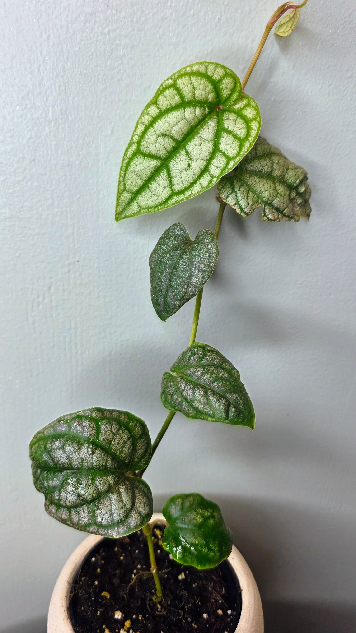 Piper Crocatum 4&quot;