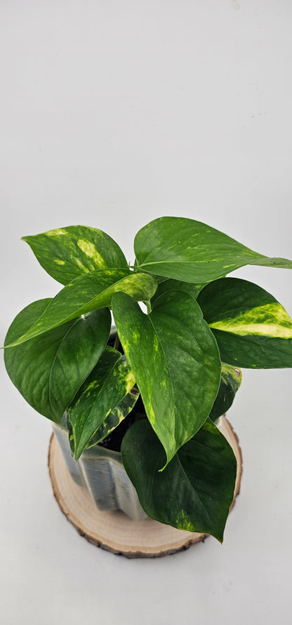 Pothos Golden 4&quot;