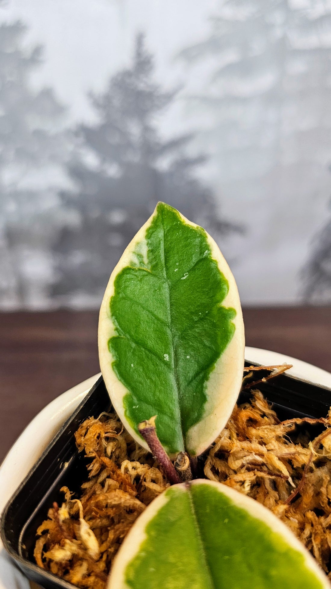 Hoya Suzie Q (WH 54)