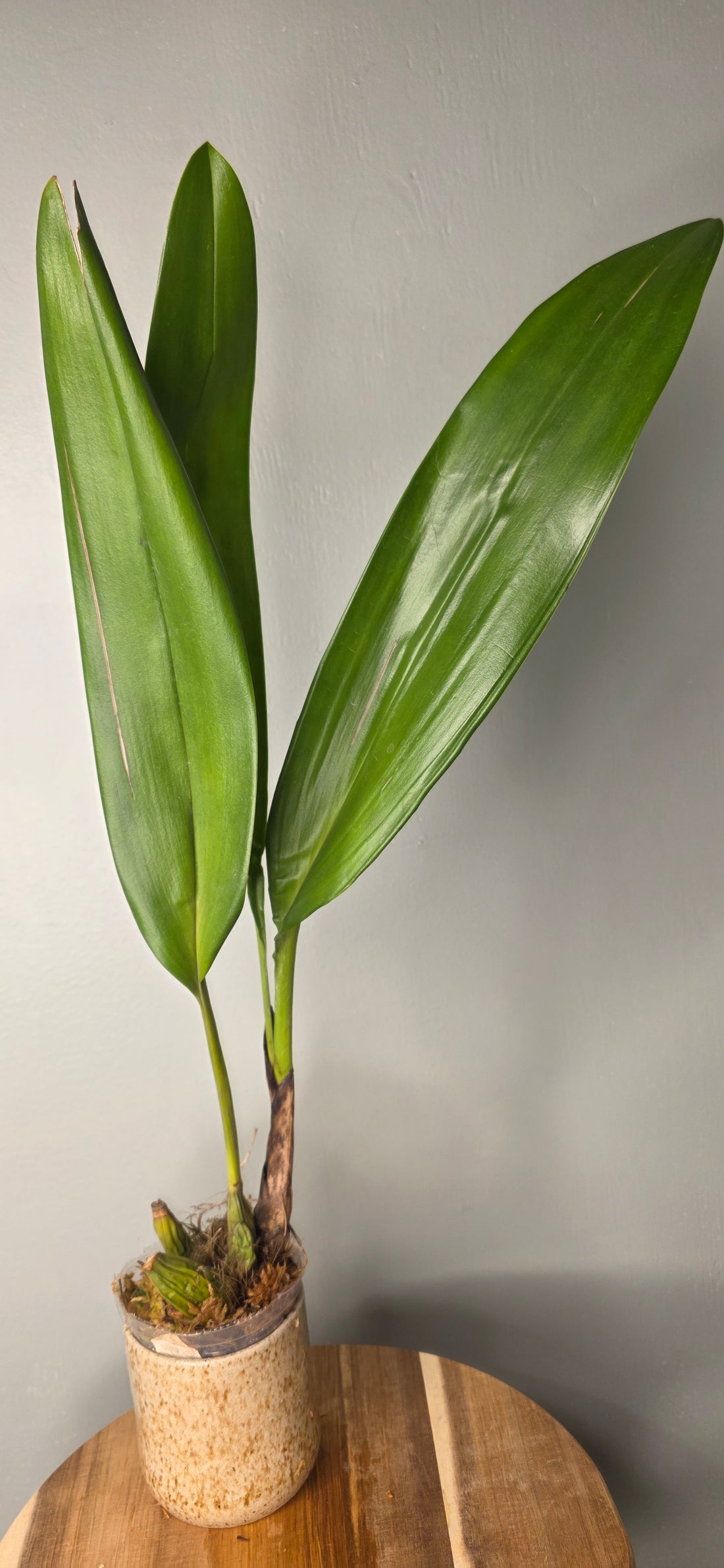 Maxillaria dillonii