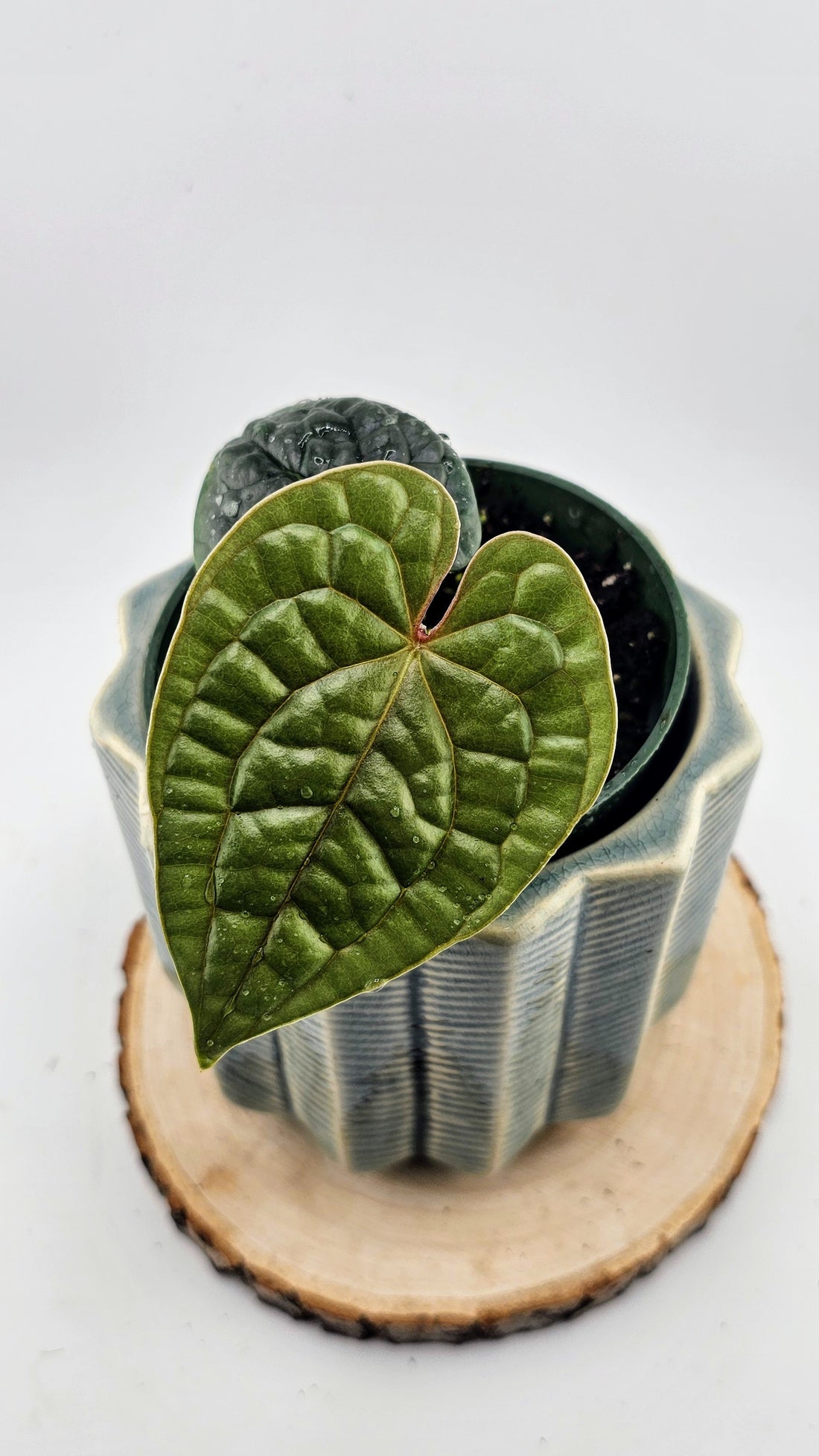 Anthurium Luxurians (B)